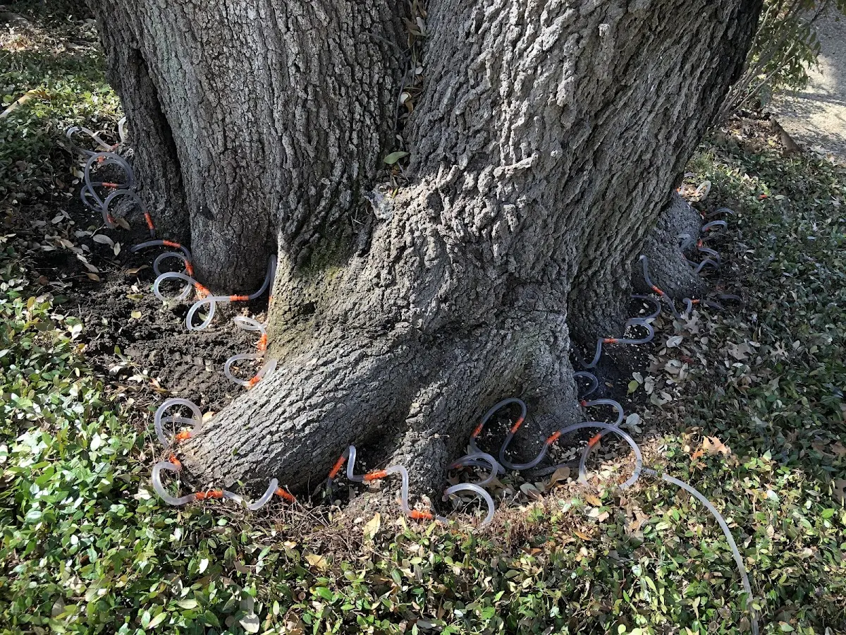 Detailed Tree Cabling and Bracing job site in Masonic Home