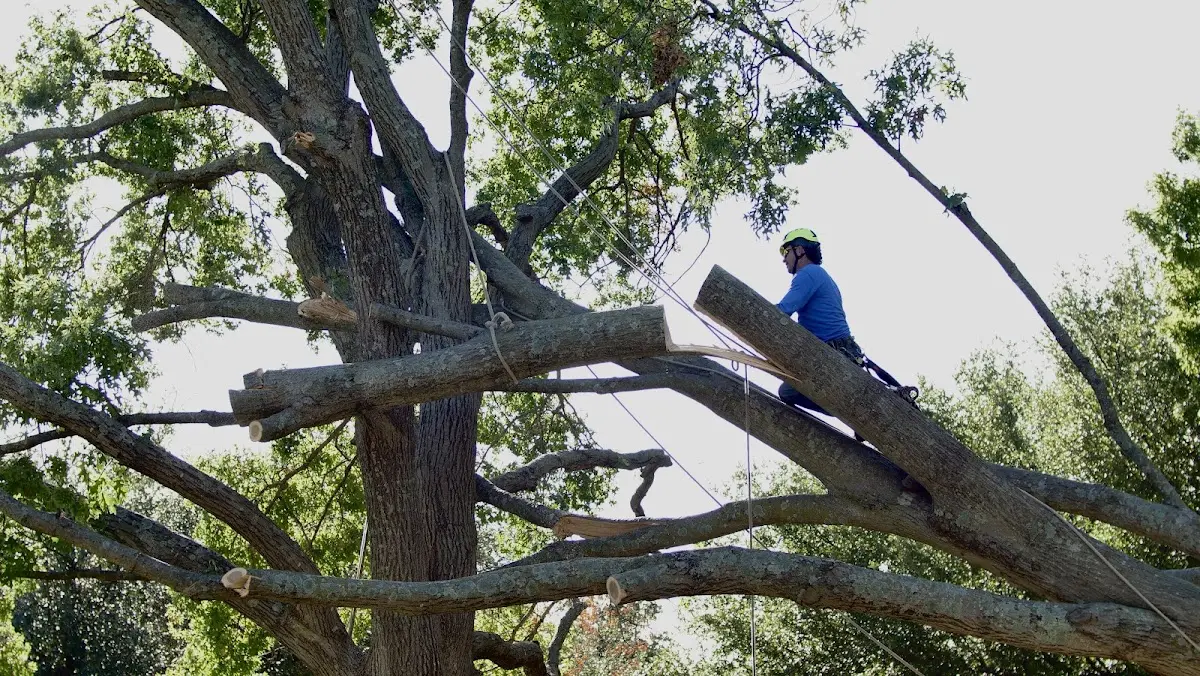 Professional Hazardous Tree Removal performed by certified arborists in Masonic Home