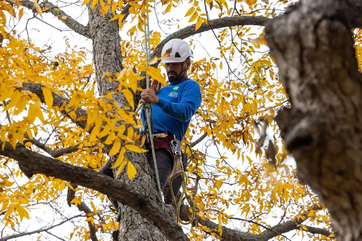 Skilled Tree Pruning crew working in Masonic Home