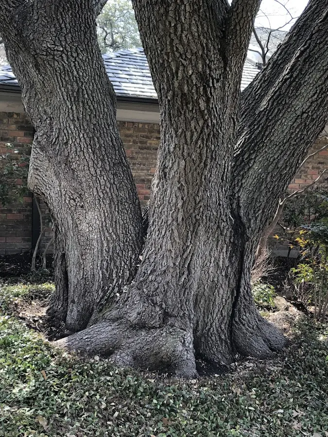 Mature heritage tree close to a Masonic Home property cared for by certified arborists